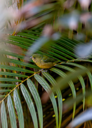 Perched on a palm frond, a Female painted bunting, Passerina ciris, bird blends into the foliage.の写真素材