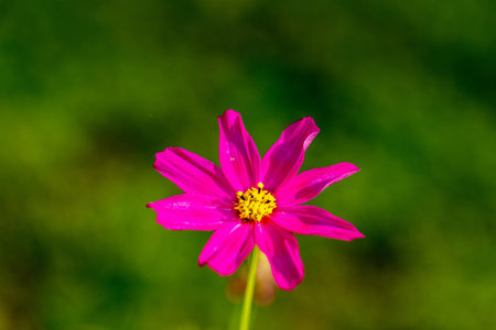 Pink Cosmos daisy flower blooms in a garden in Southwest Florida.の写真素材