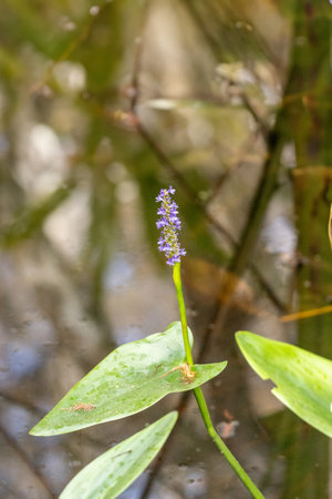 Pickerelweed Pontederia cordata blooms purple flowers in a swamp in Southwest Florida.