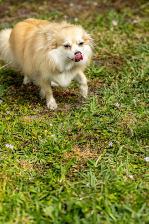 Pomeranian licks lips in a show of submissive behavior at a dog park.の写真素材