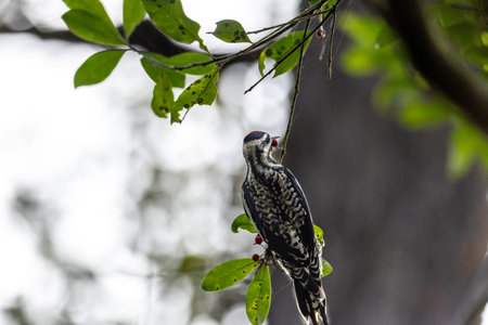 Yellow bellied sapsucker Sphyrapicus varius forages for berries and insects on a tree in Southwest Florida.の写真素材