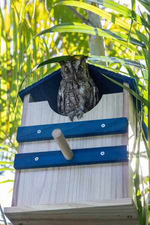 Female eastern screech owl perches on the opening of a nest box in Southwest Florida in spring.の写真素材