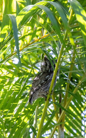Alert eastern screech owl perches on areca palm fronds in Southwest Florida in spring.の写真素材