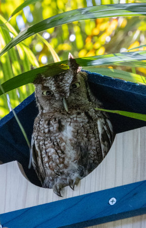 Female eastern screech owl perches on the opening of a nest box in Southwest Florida in spring.の写真素材