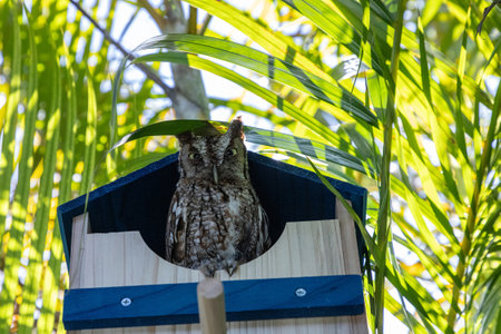 Female eastern screech owl on the opening of a nest box in Southwest Florida in spring.の写真素材