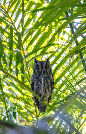 Alert eastern screech owl perches on areca palm fronds in Southwest Florida in spring.の写真素材