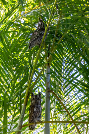 Mated pair eastern screech owls perch on areca palm fronds in Southwest Florida in spring.の写真素材