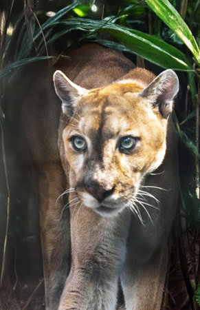 Florida panther Puma concolor coryi at dawn in southwest Florida.の写真素材