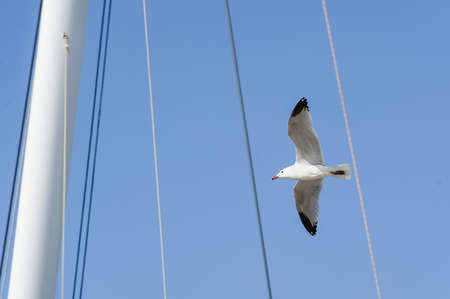 Seagull fly near the sailing boat mastの写真素材