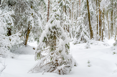 Fir tree covered by snow in winter forestの写真素材