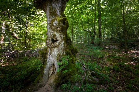 Hollow in the old tree. Virgin forests of Biogradska mountain national park in Montenegro. The oldest forests in Europe.の写真素材