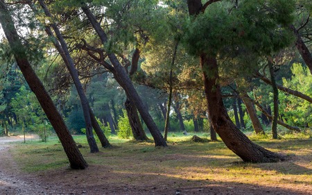 Beautiful coniferous forest park at sunset light beams. Rataca park, Sutomore, Montenegro.の写真素材
