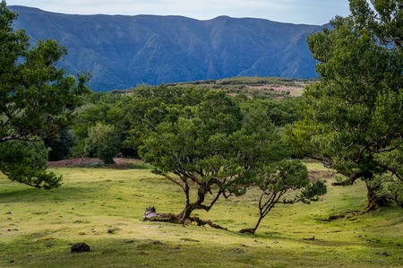 Beautiful mountain plateau with Fanal old forest and blue mountain range on the background. Madeira...