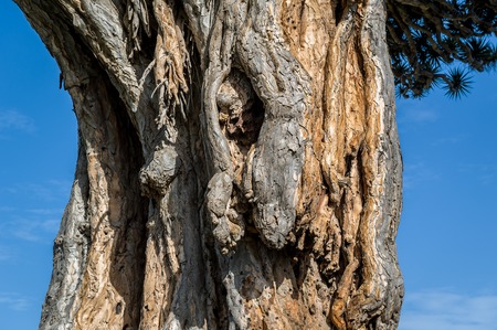El Drago famous draceana treeの写真素材