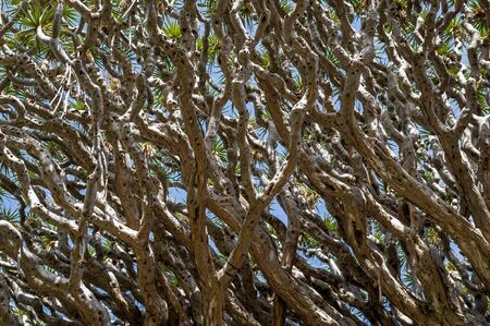 Giant draceana branches patternの写真素材