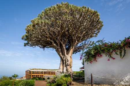 El Drago draceanaの写真素材