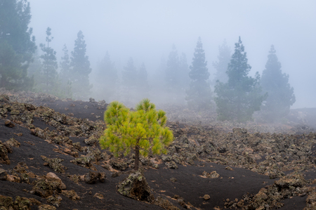Forest in the fog at Chinyero volcanoの写真素材