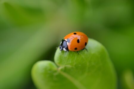 ladybugの写真素材