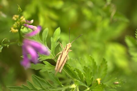 grasshopper