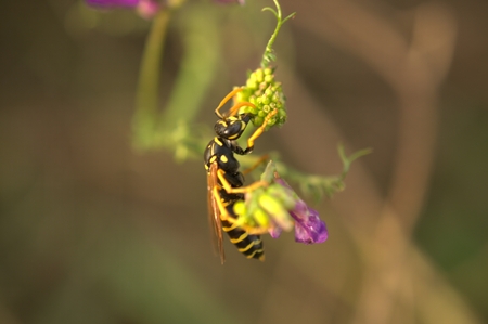 hornet