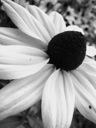 Flowerの写真素材