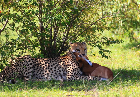 Cheetah with Killの写真素材