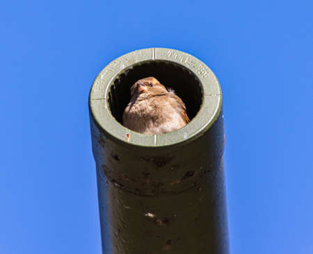 A vertical closeup shot of a sparrow sitting on a cannon