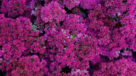 Sea of pink flowersの写真素材