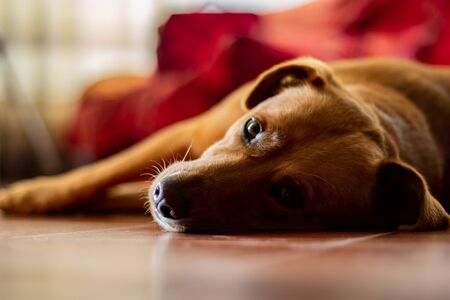 Dog rest on the floorの写真素材