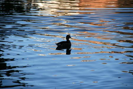 swimming duckの写真素材