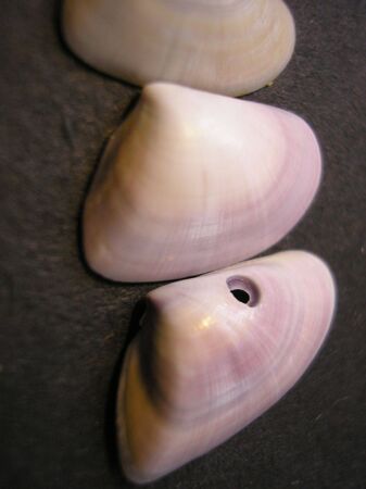 Shells      