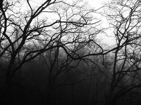 Scary forestの写真素材