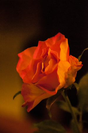 orange color Roseの写真素材