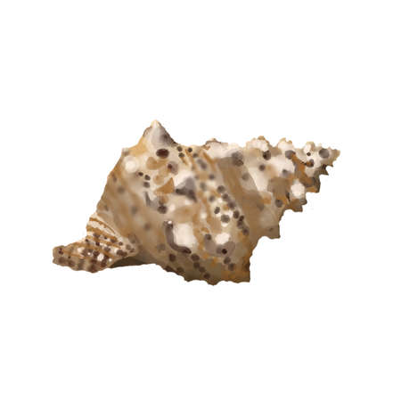 isolated seashell on white background. high quality watercolor illustration. marine design