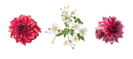 white flowers with a yellow center. bush of white flowers. watercolorの写真素材