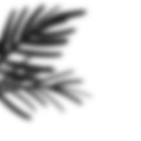Palm leaf shadow. Exotic design element. Shadow overlayの写真素材