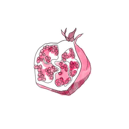 watercolor fruit pomegranate on white background. Line illustrationの写真素材