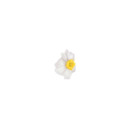 white flowers with a yellow center. bush of white flowers. watercolorの写真素材