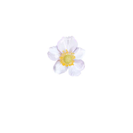white flowers with a yellow center. bush of white flowers. watercolorの写真素材
