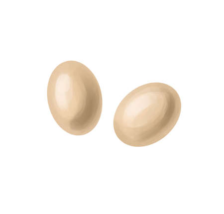 Isolated watercolour eggs. Flat lay image eggs in a raw, on white backgroundの写真素材