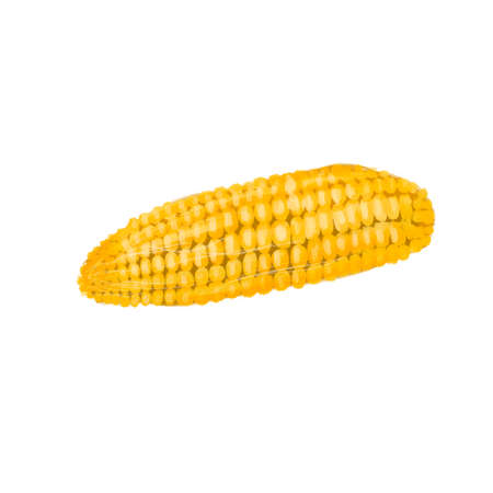Isolated with fresh ripe corn cobs. Yellow corn. White backgroundの写真素材