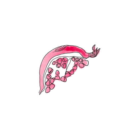 watercolor fruit pomegranate on white background. Line illustration