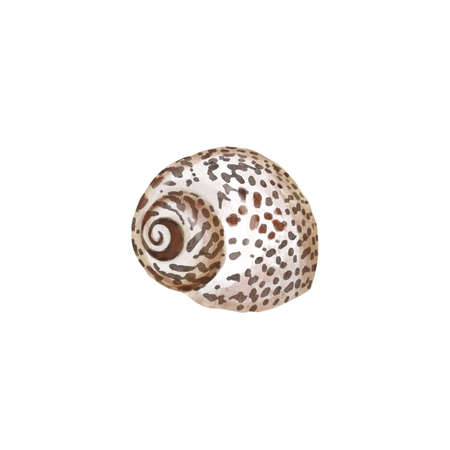 Watercolor set of underwater life objects - various tropical seashells. Hand drawn illustrations isolated on white background.の写真素材
