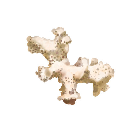 Watercolor illustration large light corals isolated on white backgroundの写真素材