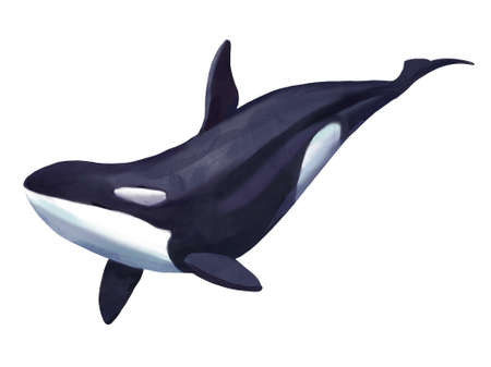 watercolor illustration of a killer whale, orca isolated on white backgroundの写真素材