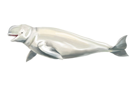 Watercolor beluga whale illustration isolated on white background. Hand-painted realistic underwater animal art.の写真素材