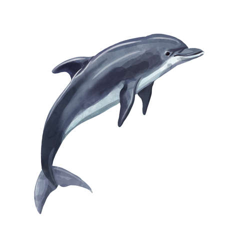 A dolphin realistic isolated on white background. Watercolor. Illustration Handmade.の写真素材
