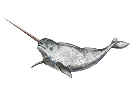 watercolor illustration of narval whale isolated on white backgroundの写真素材