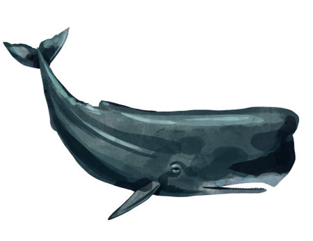 Sperm whale, humpback realistic isolated on white background. Sea life. Watercolor. Illustration.の写真素材