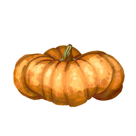 Beautiful orange pumpkins on isolated white background. Autumn set of elements on isolated white background. Watercolor illustration. Hand drawing. It is perfect for thanksgiving cardsの写真素材